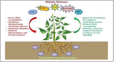 Phytohormones as Growth Regulators During Abiotic Stress Tolerance in Plants